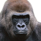 Gongogo The Zoo Gorilla